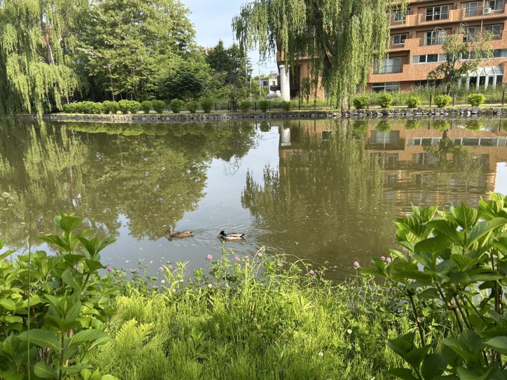 仲良く池を泳ぐ二羽のカモ