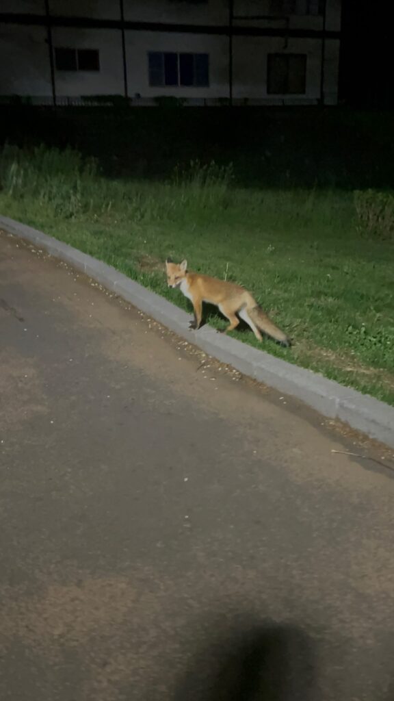 夜の公園のキツネ